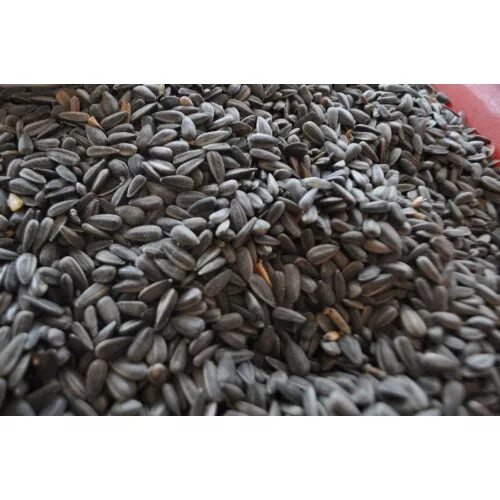 семечки подсолнуха мешок. семечки прессованные. мешок семечек. семечки в мешках. семечки подсолнуха мешок.