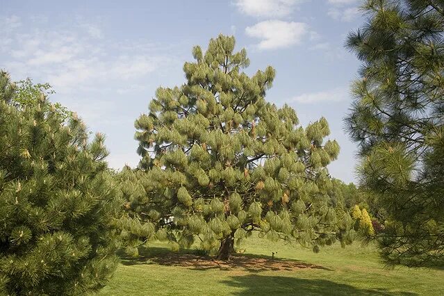 File:Pinus pseudostrobus, male cones (11332867843).jpg Wikimedia Commons