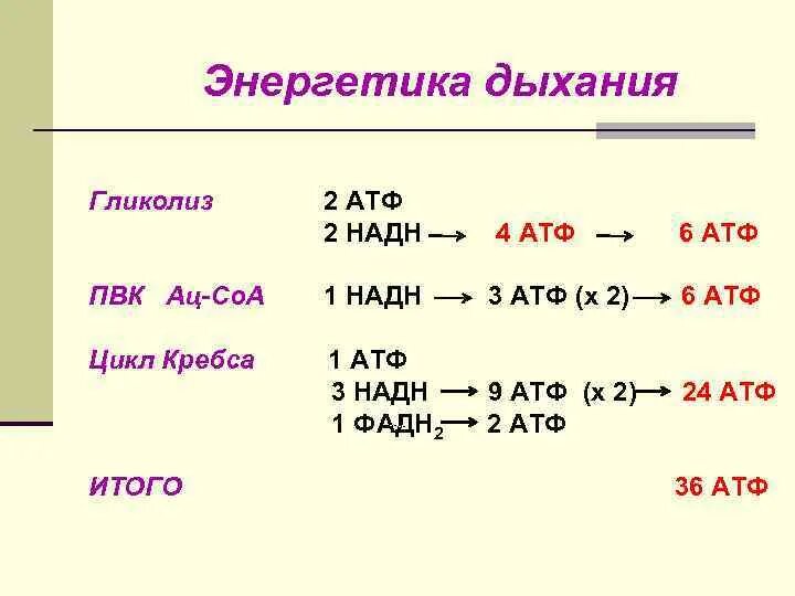 32 атф. Энергетика дыхания. Гликолиз Энергетика АТФ. ПВК сколько АТФ. АТФ из НАДН.