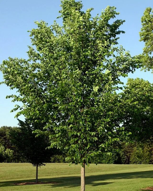 Вяз крона. Вяз мелколистный саженцы. Вяз гладкий (ulmus laevis). Вяз крона. Вяз крона.