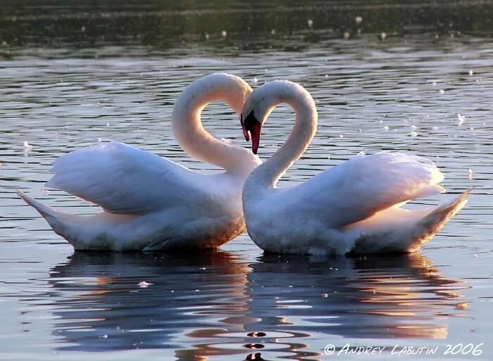 Верность вечная. Лебеди сердце. Влюбленные лебеди. Лебеди сердечком. Лебеди на озере.