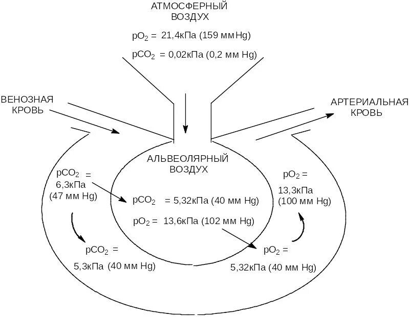 Схема обмена газов в легких и тканях. Схема газообмена в легких и тканях. Газообмен в тканях схема. Газообмен в лёгких схема. Обмен газов между легочным воздухом и