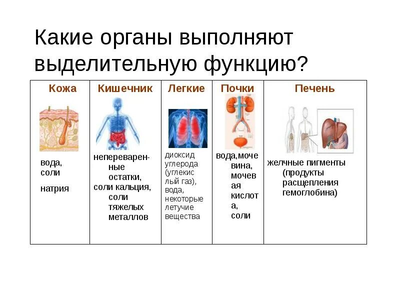 Какие системы органов выполняют выделительную функцию. Органы выделительной системы. Органы выполняющие выделительную функцию. Какие органы и системы органов выполняют выделительную функцию. Система органов выделения человека.