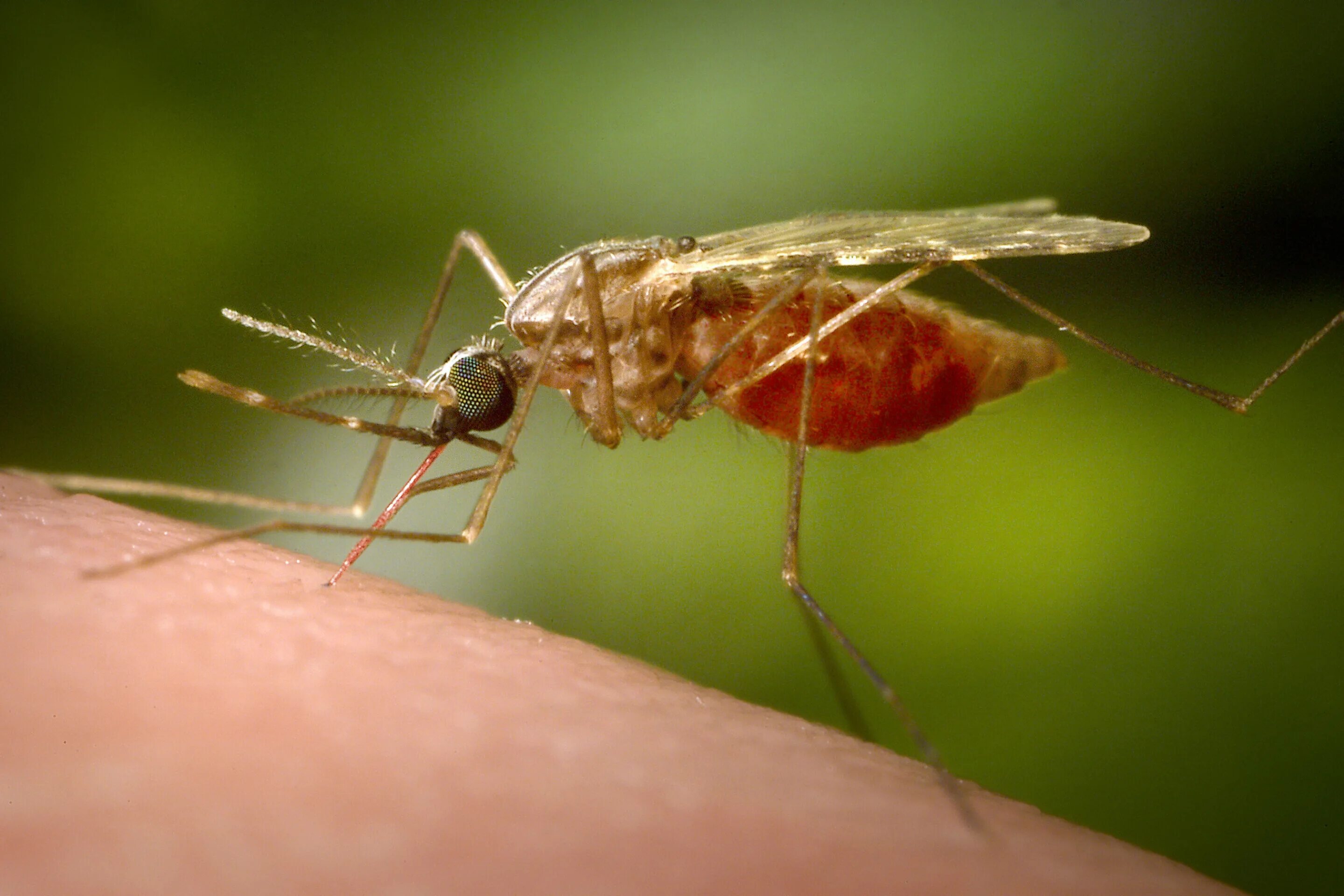 Малярия в домашних условиях. Малярийный комар. Комар анофелес. Анофелес малярийный. Комар рода анофелес.
