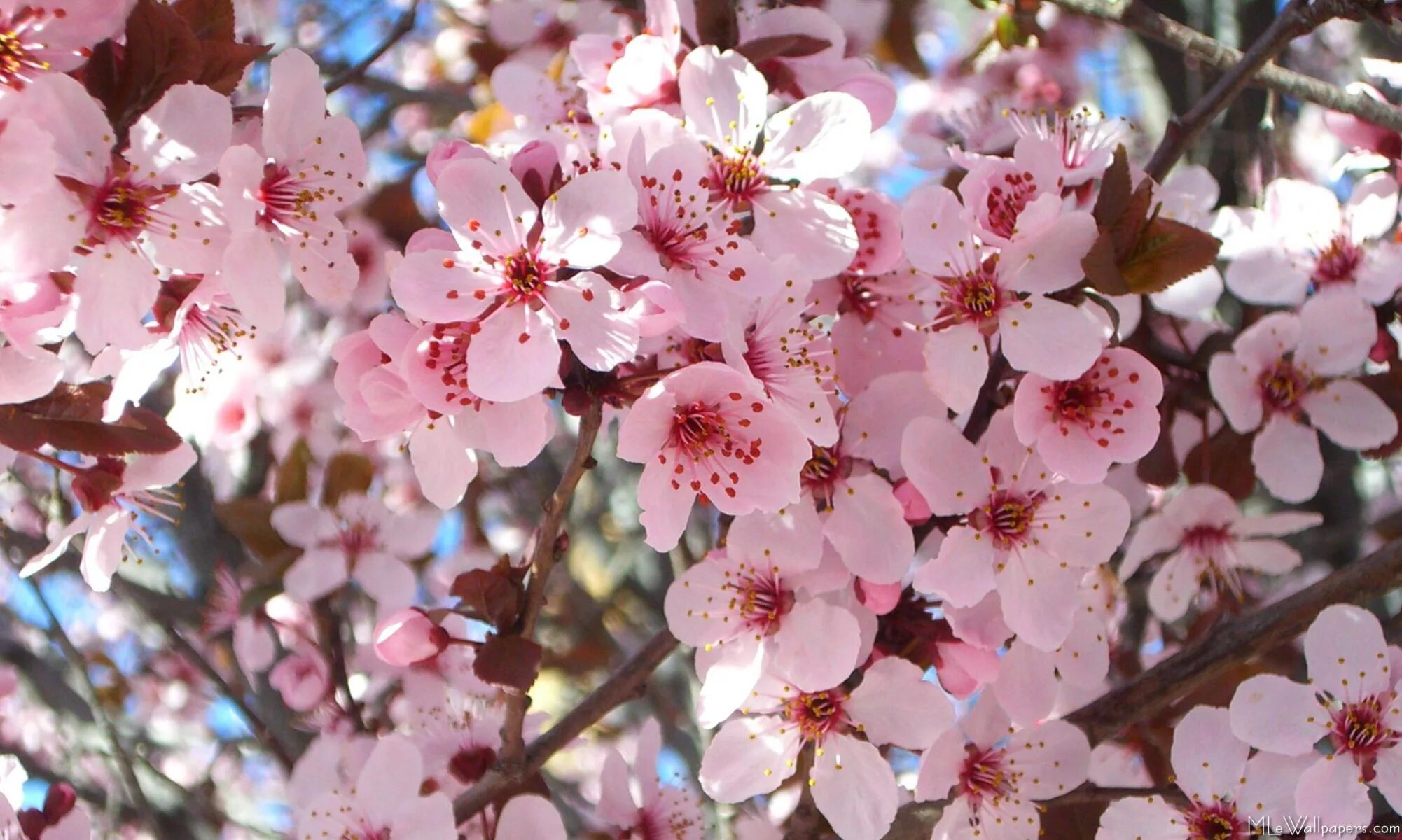 Bri blossom. Pink Blossom Мирт. VMATE 2 Сакура Пинк. Календарь Сакура. Магнолия и Сакура чем отличаются.
