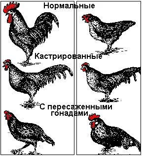 Стерилизованная курица