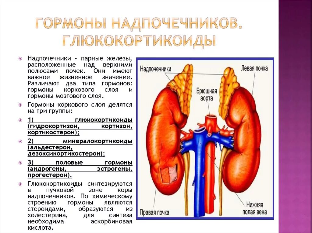 Железы печени и почек. Железы внутренней секреции надпочечники. Гормоны мозгового слоя надпочечников таблица. Функции железы внутренней секреции надпочечники. Надпочечники железа гормоны и функции.