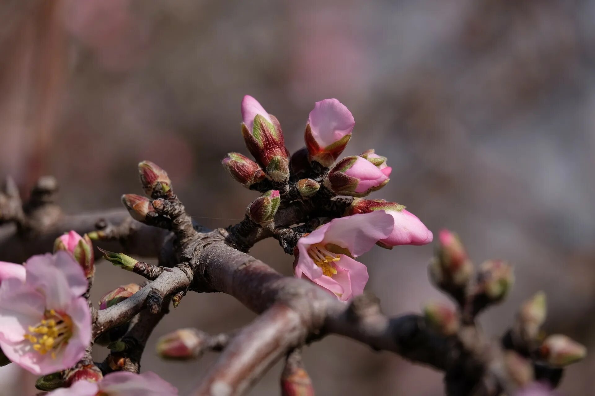 ван гог цветущий миндаль. винсент ван гог ветка миндаля оригинал. ветка миндаля. винсент ван гог цветущие ветки миндаля 1890. ван гог (ветка миндаля).
