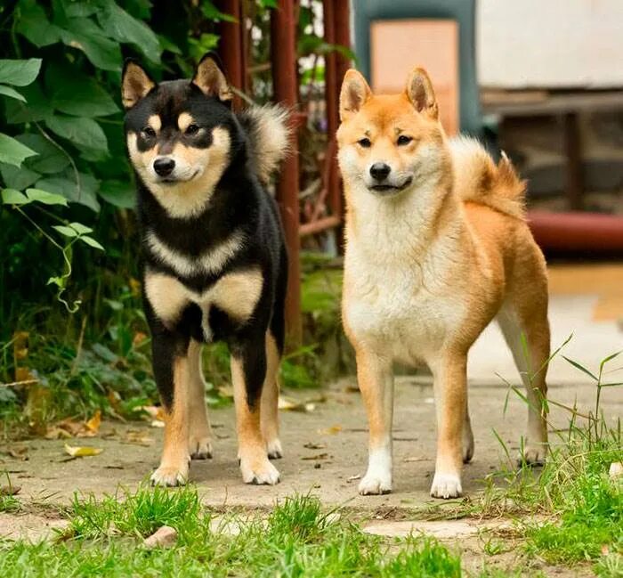 Японская порода сиба ину. Сиба ину. Сиба-ину породы собак. Шиба сиба ину порода собак. Сиба ину черная.