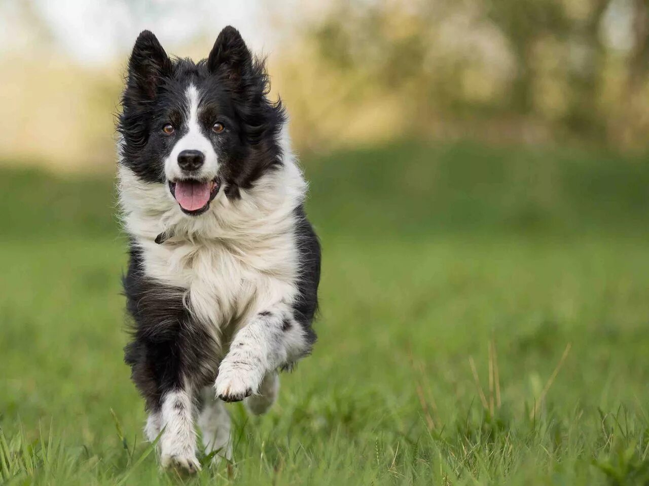 Бордер-колли. Бордер колли пастушья. Найти собаку умную. Порода бордер. Чайзер бордер колли.