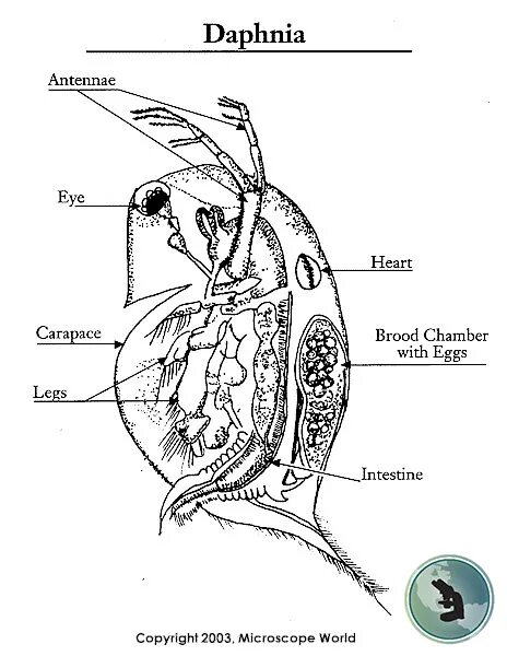 Какой тип кровеносной системы характерен для дафнии. Дафния Магна строение. Daphnia Magna рисунок. Дафния строение. Строение самки дафнии.