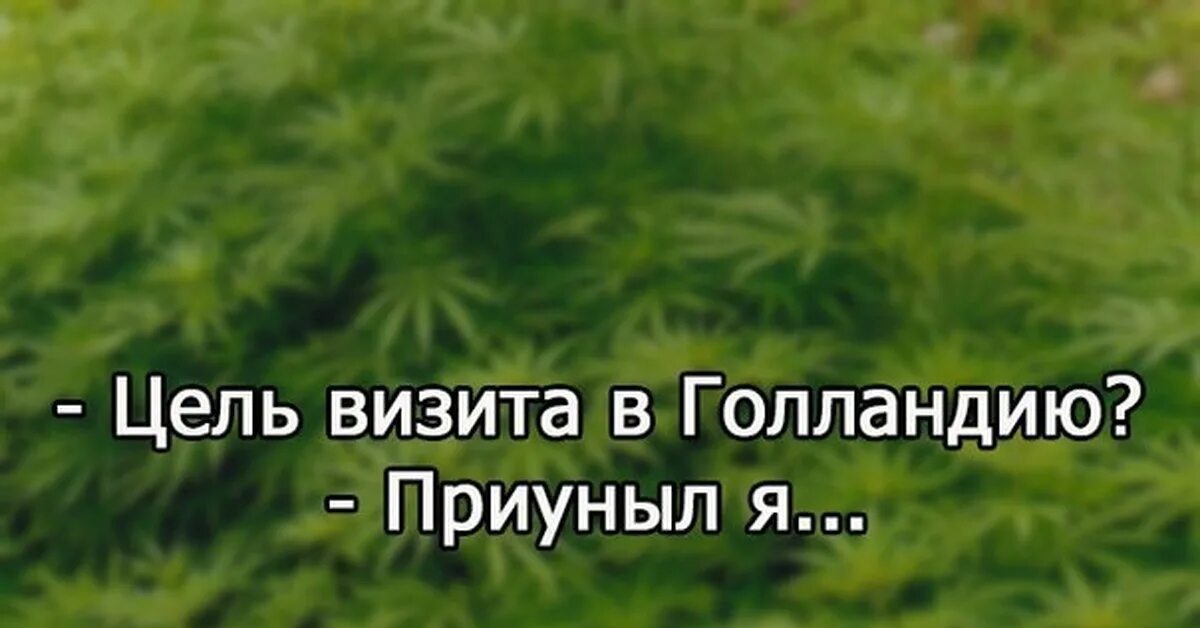 Приуныл как пишется. Цель визита в Голландию. Картинка цель визита в Голландию. Цель визита в Голланди. Цель визита в Голландию приуныла.