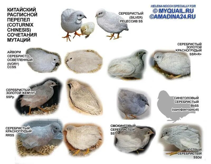 Порода перепелов китайский расписной. Перепела техасской породы. Перепела породы силадон. Перепела японской породы.