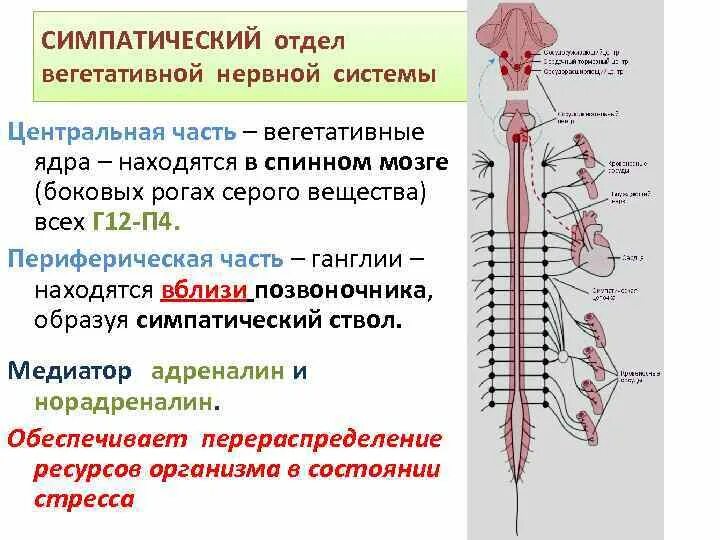 Строение и функции симпатического отдела. Ядра симпатического отдела ВНС. Центральный отдел симпатической части ВНС. Центры вегетативной нервной системы симпатическая нервная система. Центры симпатической части вегетативной нервной системы находятся в.