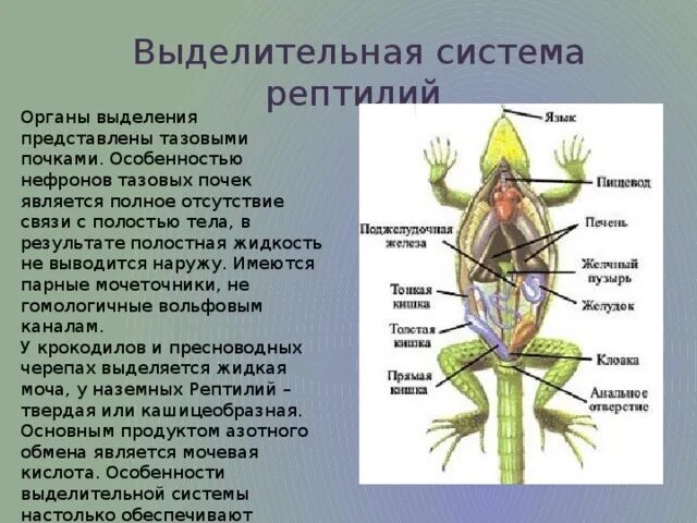 Почки ящерицы. Строение выделительной системы пресмыкающиеся. Выделительная система пресмыкающихся 7 класс. Выделительная система рептилий схема. Выделительная система пресмыкающихся схема.