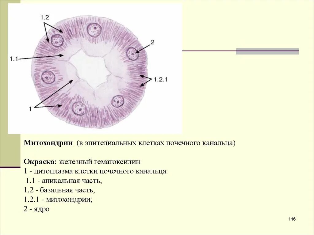 Митохондрии в клетках печени. Эпителий почки гистология препарат. Митохондрии в клетках канальцев почки окраска по Альтману. Кубический эпителий канальцев почки гистология препарат. Почечные канальцы гистология эпителий.