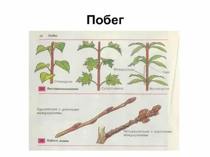 Букет побег