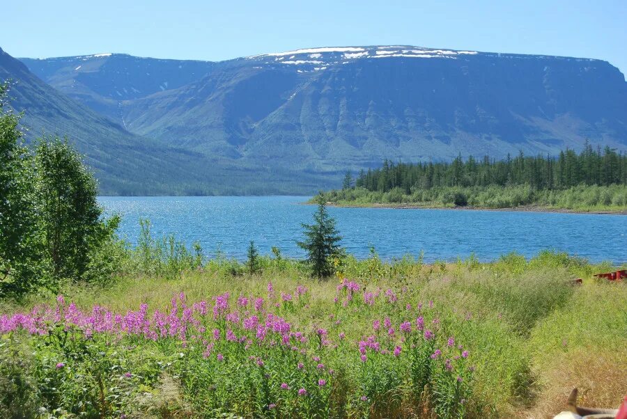 собаки хакасии собаки. дорога до озера собачье в хакасии. озеро собачье пионерское. каштанкин дом приют абакан. хакасия собака.