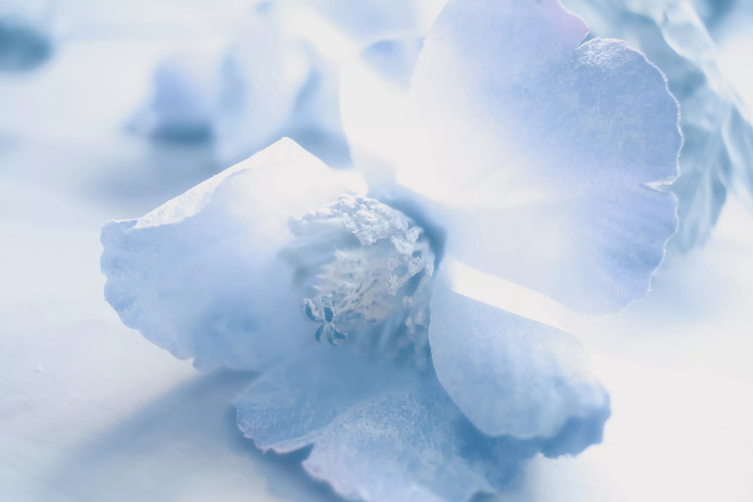 Осень делала дали нежно голубыми огэ. Голубые цветы. Нежно голубые цветы. Нежные зимние цветы. Бело голубые цветы.