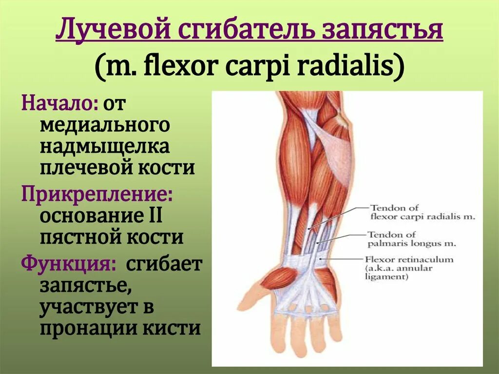 Сгибатель латынь. Локтевой сгибатель кисти иннервация. Лучевой и локтевой сгибатели запястья. Лучевой сгибатель запястья анатомия. Сгибатели флексоры и разгибатели.