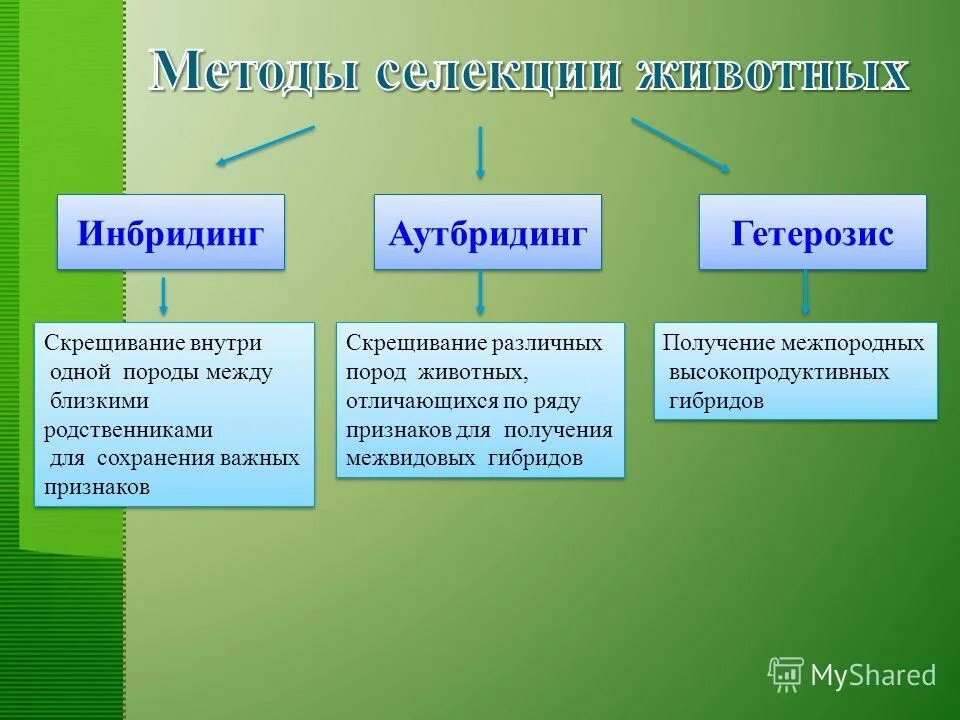 Межлинейная гибридизация