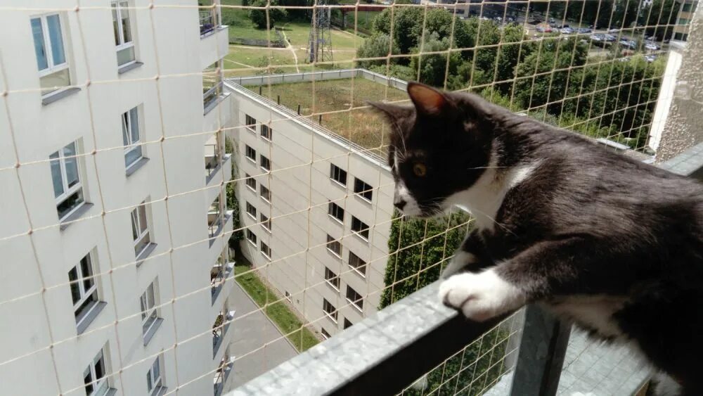 Сетка для котов на балкон. Балкон для кошек. Сетка на балкон для кошек. Кот на балконе. Голуби на крыше балкона