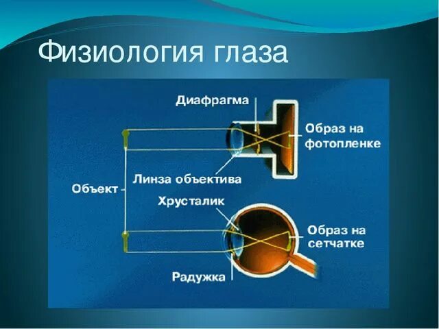 Выполняет функцию диафрагмы. Диафрагма глаза. Оптическая диафрагма глаза. Глаз и фотоаппарат сравнение. Физиология глаза.