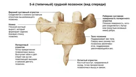 Типичный грудной позвонок