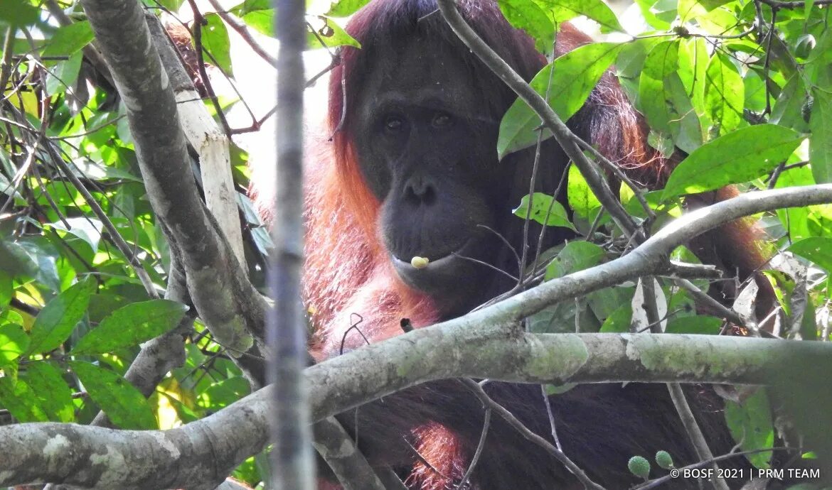 OFI Australia foster orangutan Kobe - Orangutan Foundation International Austral
