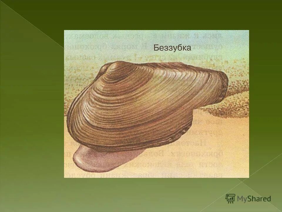 Раковина беззубки годичные кольца. Возраст моллюсков по годичным кольцам. Наличие годичных колец у двустворчатых. Передний и задний конец перловицы. Раковина двустворчатого моллюска.