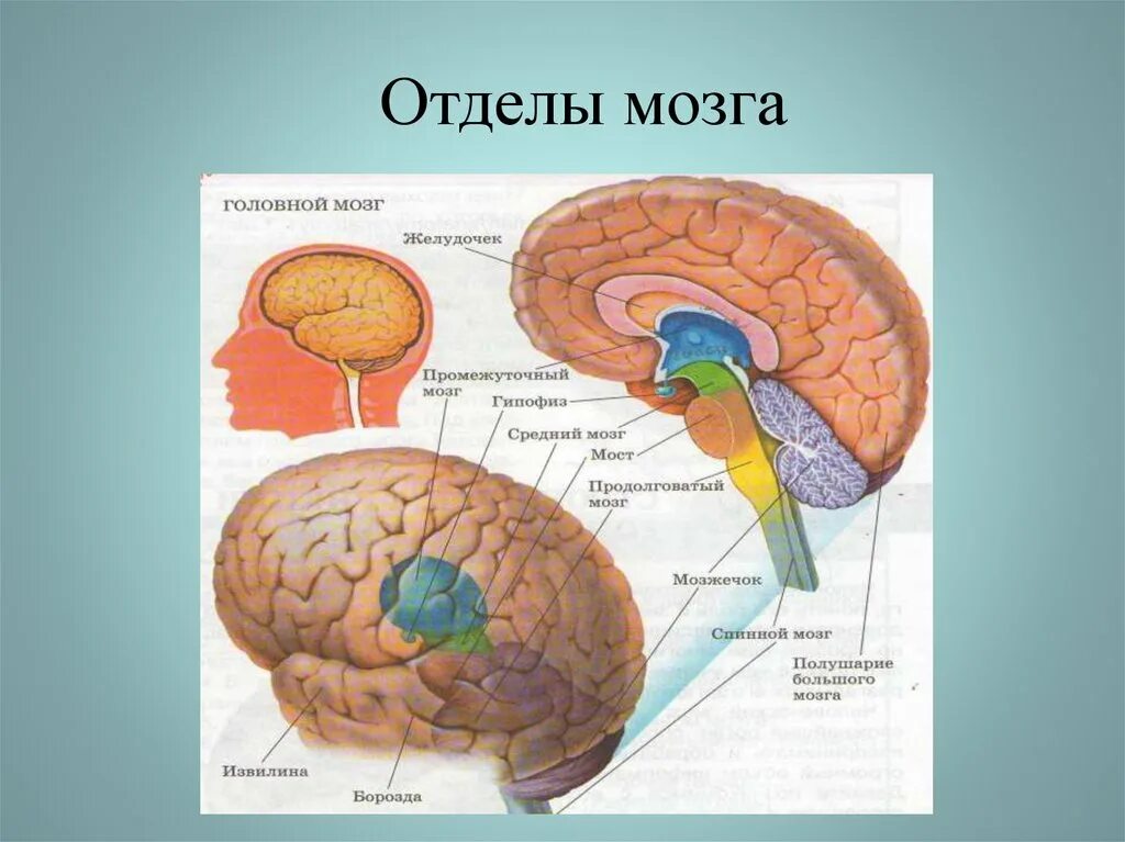 Отделами головного мозга человека являются