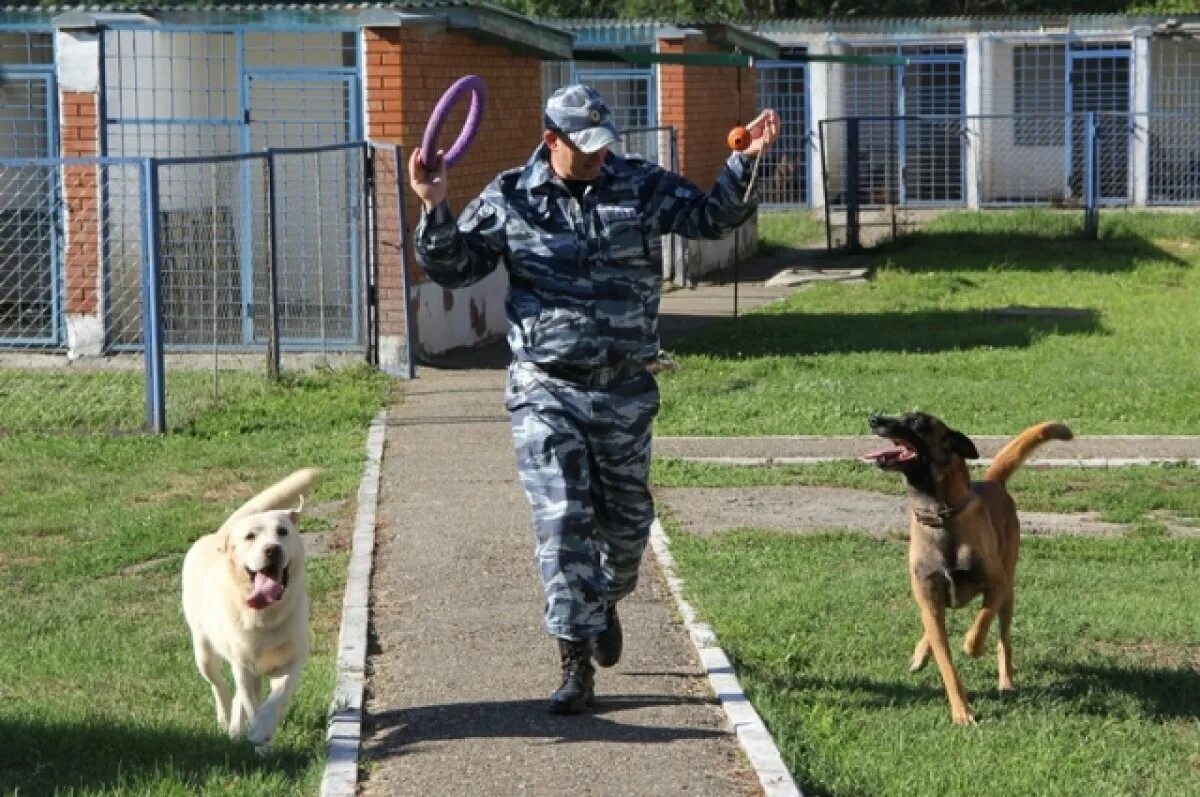 Кинолог центр. ЦКС Белгород. Кинологи полиция Адыгея.