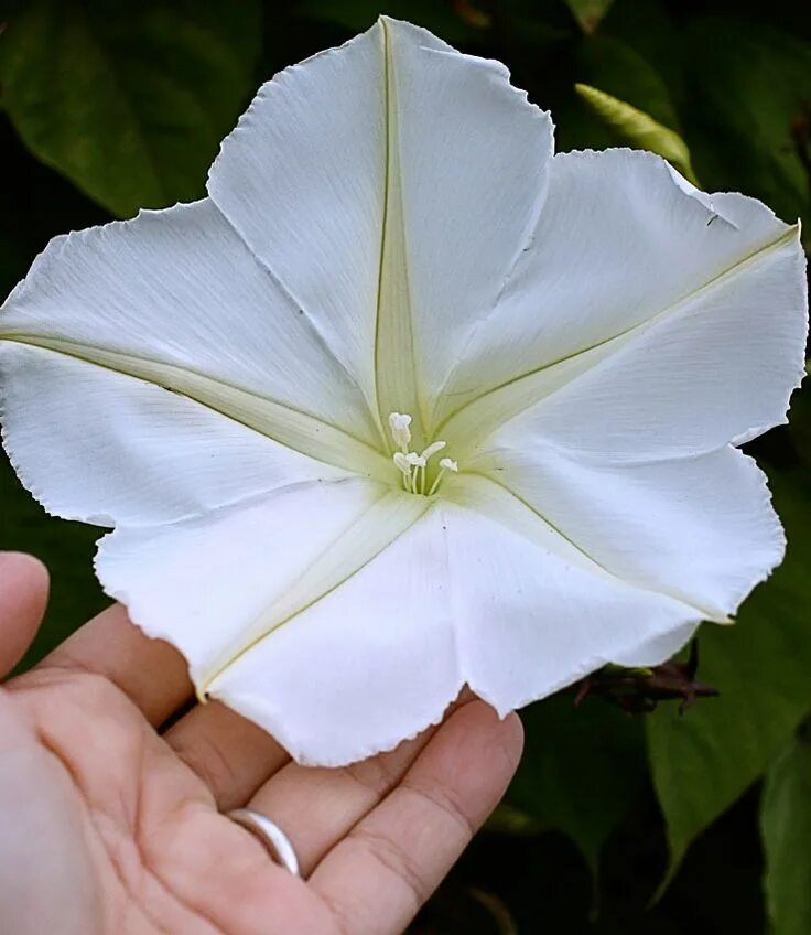 Moonflower перевод. Moonflower перевод. Moonflower перевод. Moonflower. Moonflower перевод.