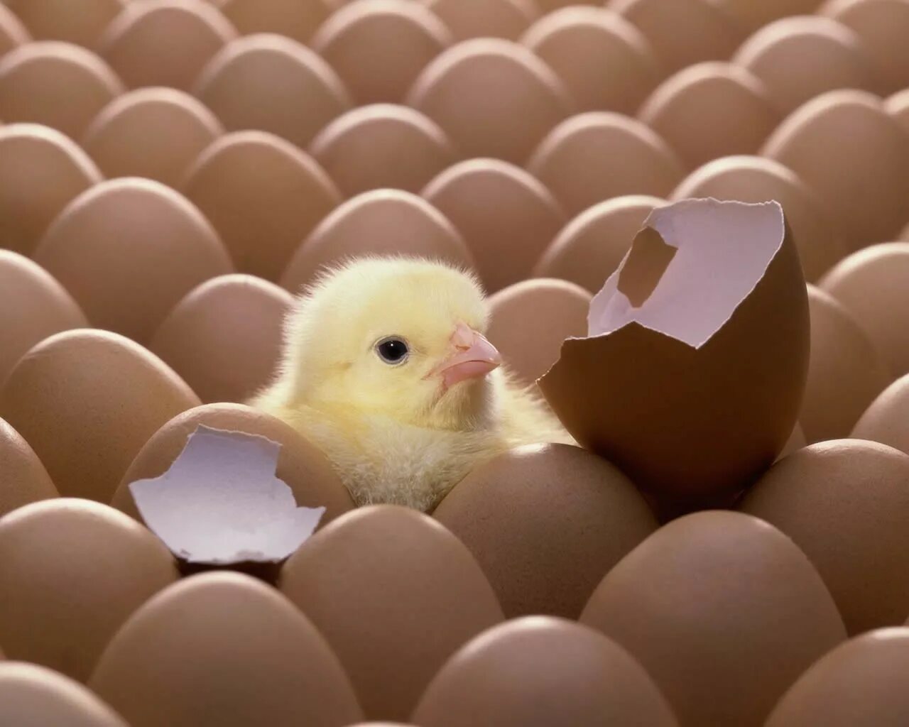 Яйцо цыпленок. Цыпленок вылупился. Цыплята в инкубаторе. Цыплята из инкубатора. Птица вылупляется из яйца