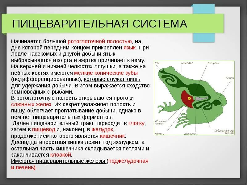 Земноводные печень. Пищеварительная система земноводные 7 класс биология. Земноводные строение пищеварительной системы. Пищеварительная система земноводных 7 класс. Отделы пищеварительной системы лягушки.