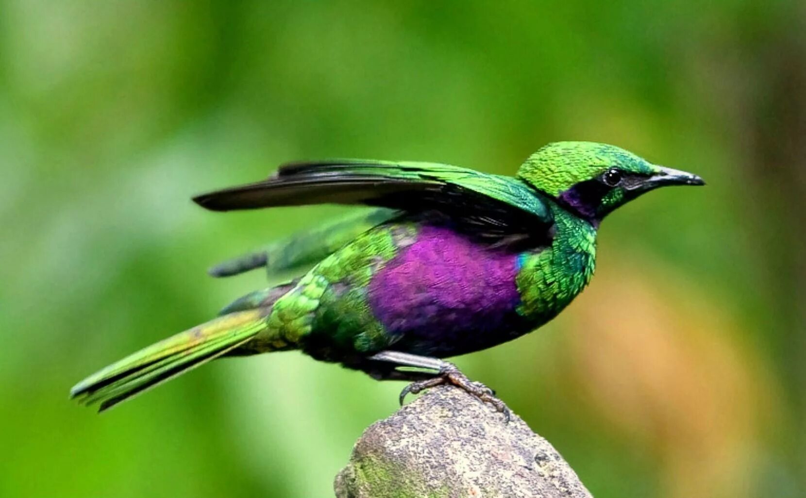 Черно зеленая птичка. Изумрудный скворец. Изумрудный блестящий скворец. Пурпурный скворец Lamprotornis purpureus. Блестящий скворец (Lamprotornis).