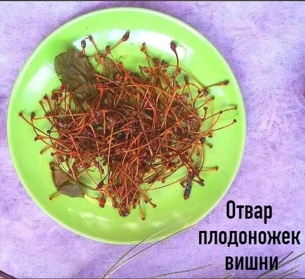 Как удалить корни вишни. Плодоножка вишни. плодоножки черешни. отвар из вишневых веточек. плодоножка вишни фото.