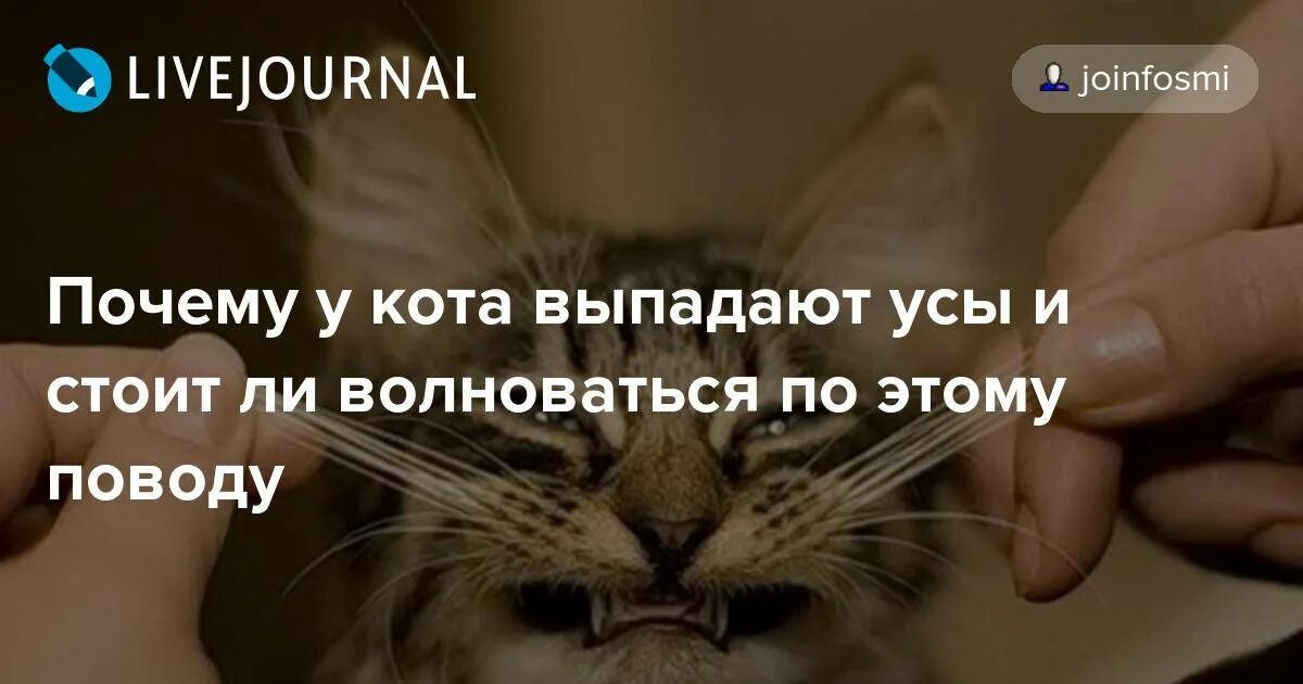 Подстригают ли котам усы. Причины выпадения усов у котов. почему у кота усы выпадывают. для чего нужны выпавшие кошачьи усы.