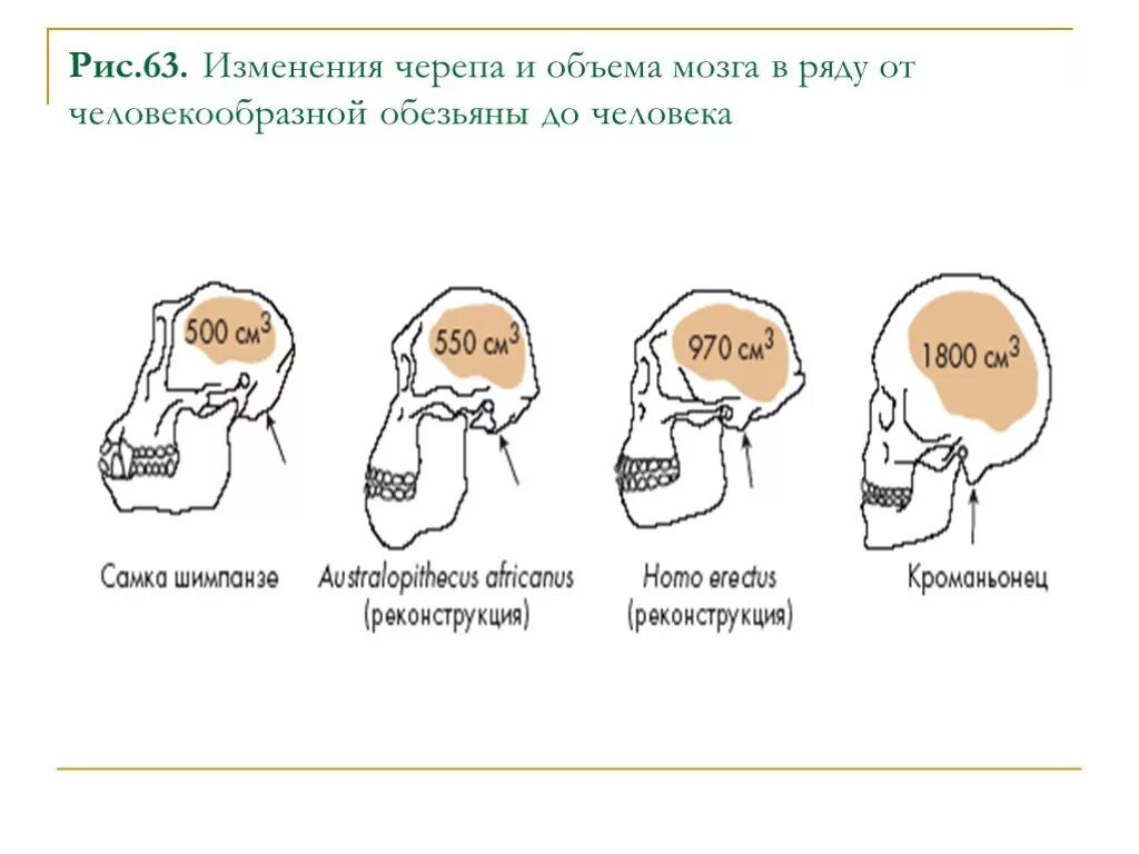 Объем головного мозга. Объем мозга человека. объем мозга современного человека. эволюция человека объем мозга. об,ем мощга современного человека.