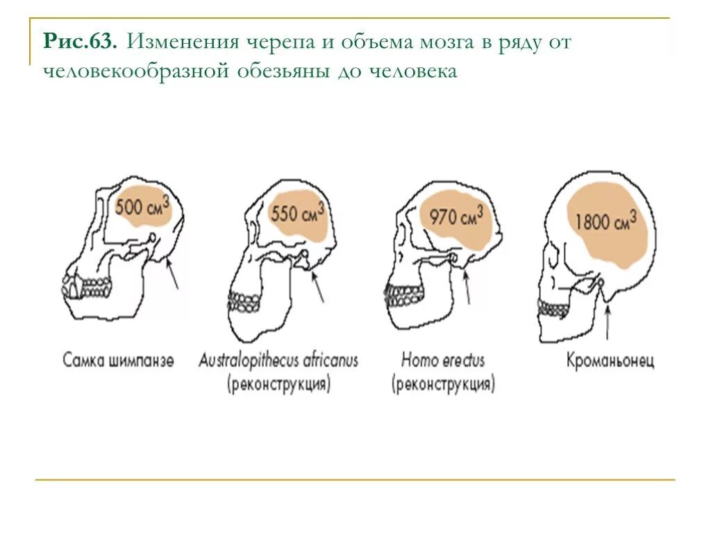 Эволюция человека объем мозга. Объем мозга современного человека. Об,ем мощга современного человека. Этапы эволюции мозга человека.