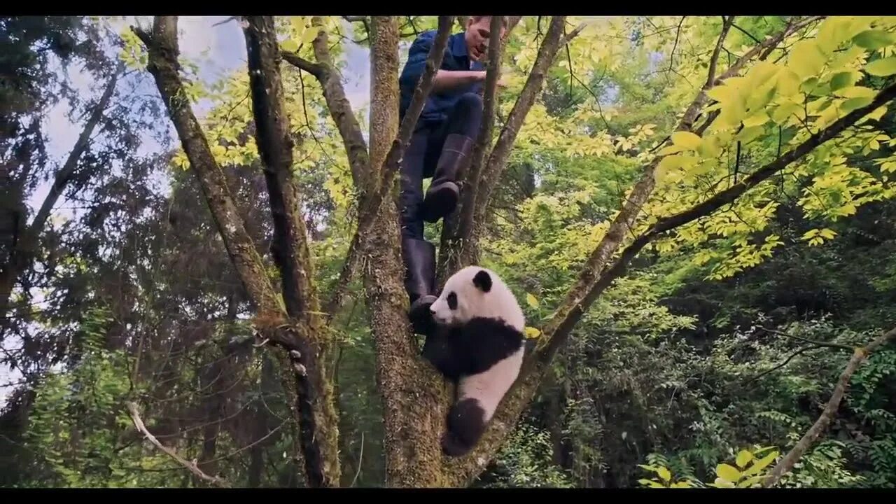 Panda falling trees. Panda falling trees