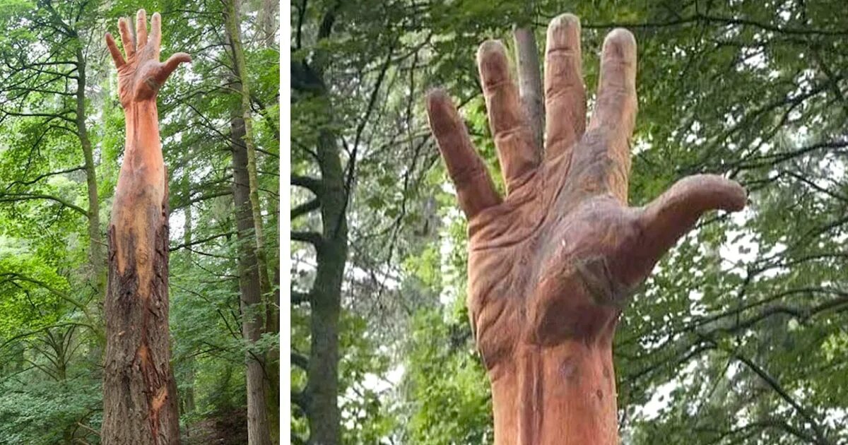 Help i m turning into a tree