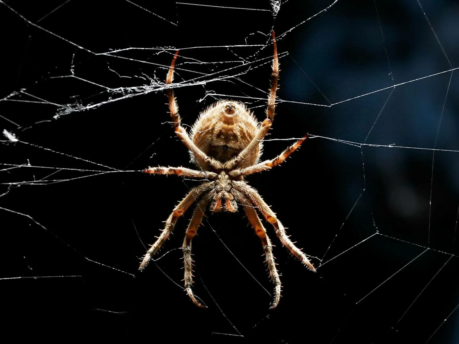 Spiders pictures. Паутина крестовика. Паук на паутине. Паук на рабочий стол. Ноги паука.