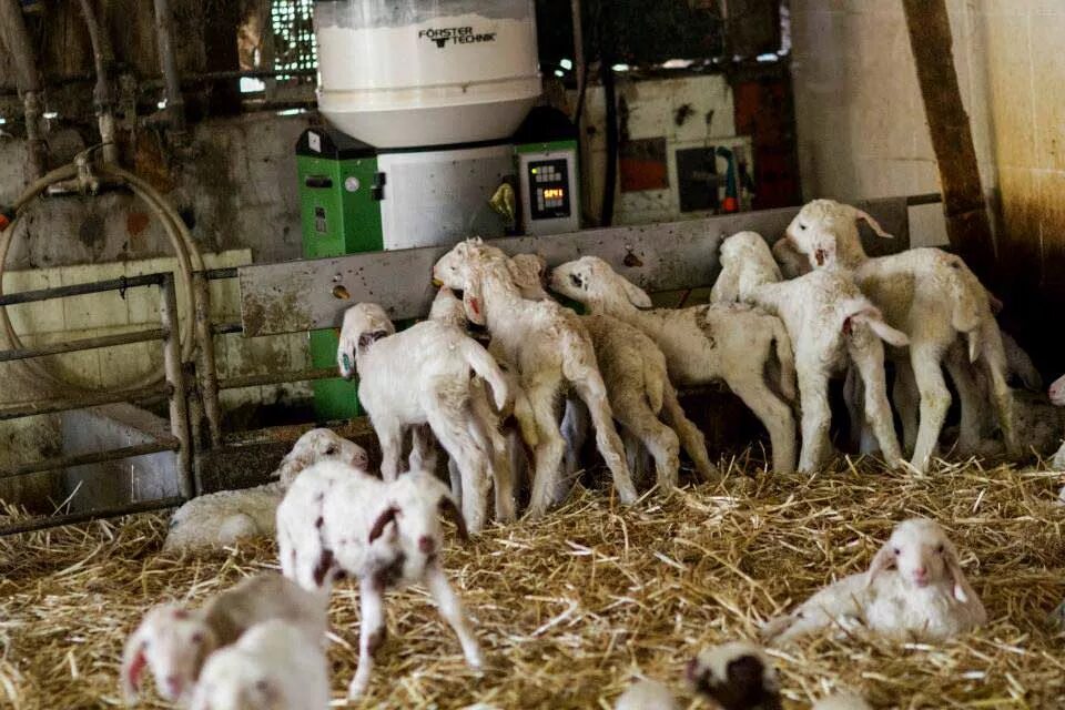 Овцеводство овчарня. Овчарня для баранов. Кормление молодняка овец. Овчарник. Овцеводство ферма.