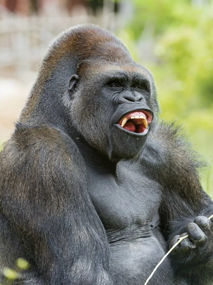 Самая человекообразная обезьяна. Горилла Коко. Обезьяна Коко. Горилла с кокосом. Биг горилла.
