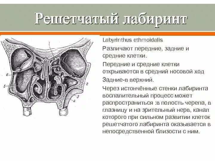 Решетчатая кость решетчатый Лабиринт. Решетчатый Лабиринт носовой полости. Клетки решетчатого Лабиринта кости. Клетки решетчатого Лабиринта анатомия строение. Утолщение слизистой оболочки решетчатых лабиринтов