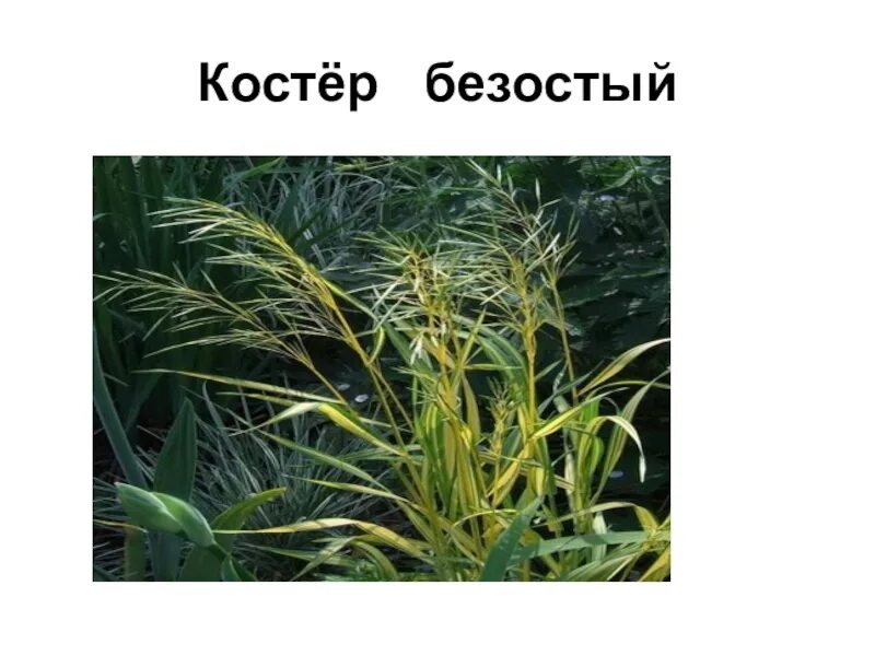 Семейство мятликовые. Кострец (костер) безостый. Проект семейство злаковые. Семейство злаковые. Семейство злаки.