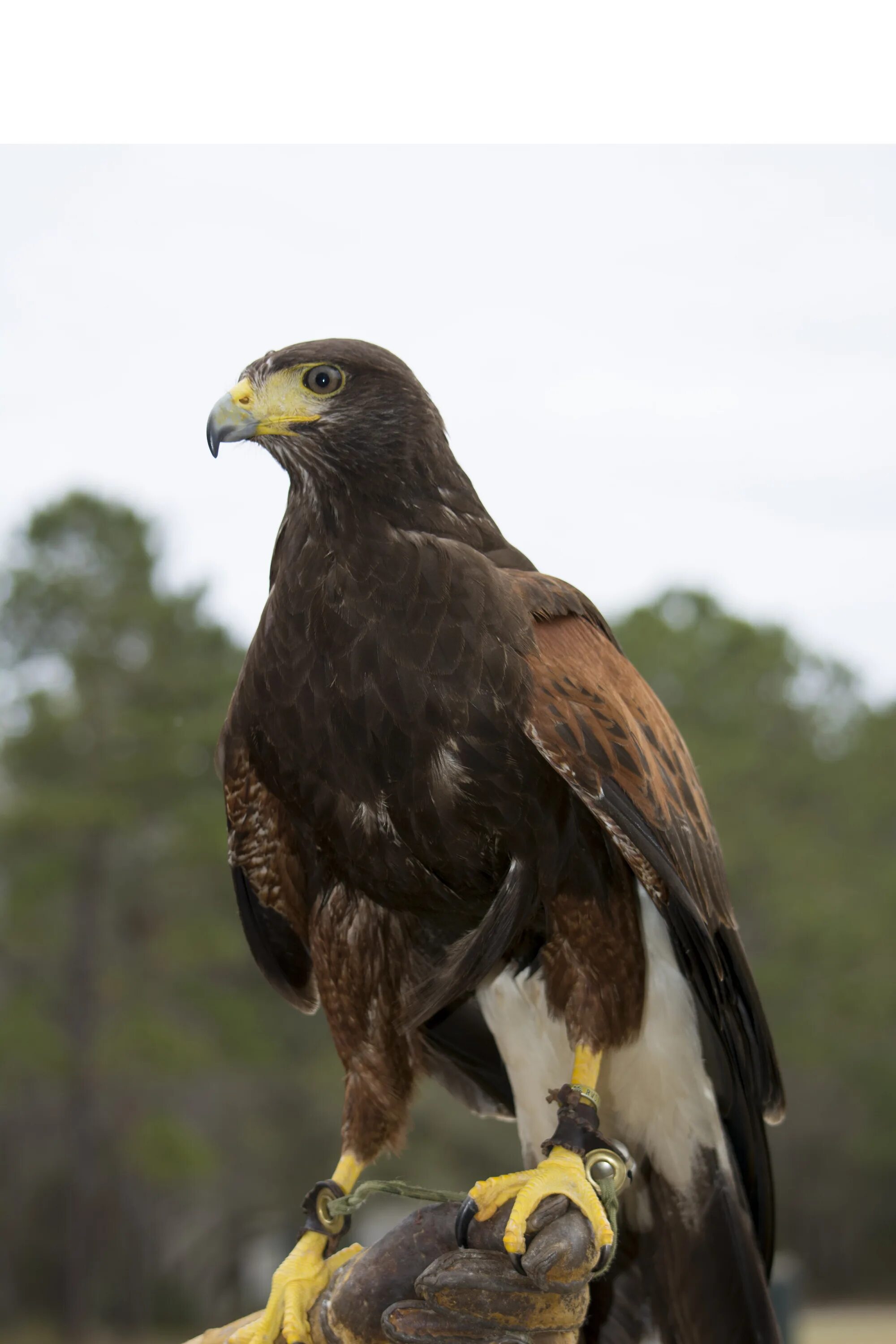 Канюк Харриса. Falconry Harris Hawk. Ястреб Харриса. Двуцветный ястреб