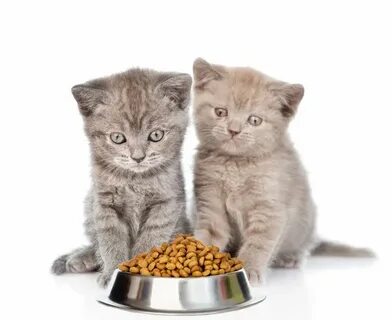 Позыв котенка