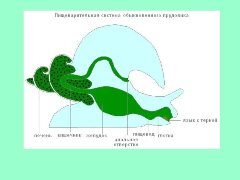 Строение пищеварительной системы брюхоногих моллюсков. Пищеварительная система моллюсков схема. Пищеварительная система брюхоногих моллюсков схема. Пищеварительная система брюхоногих моллюсков рисунок.